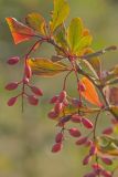 Berberis vulgaris