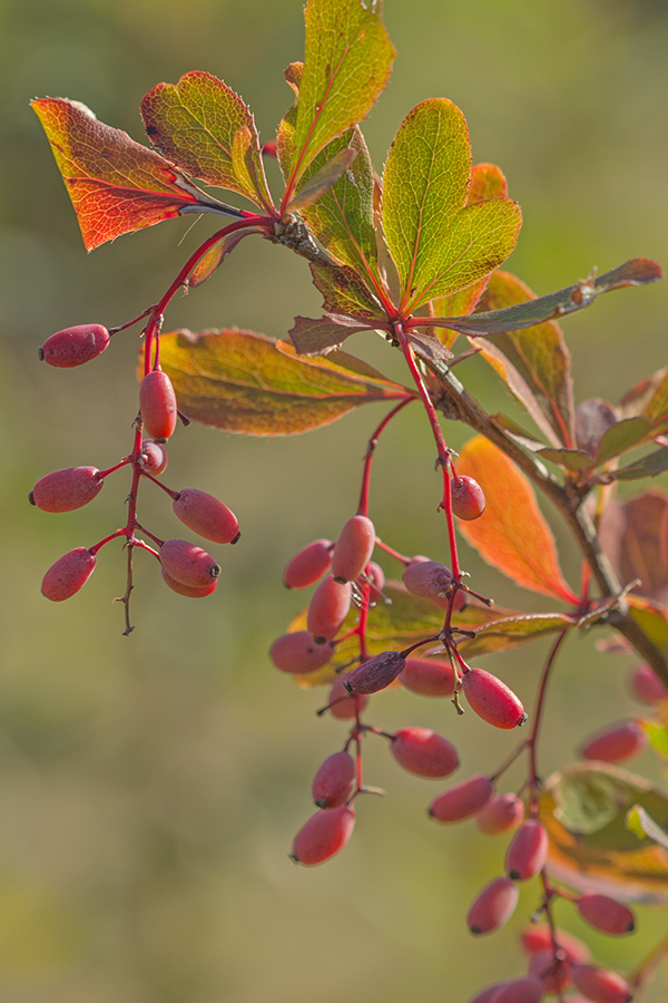 Image of Berberis vulgaris specimen.