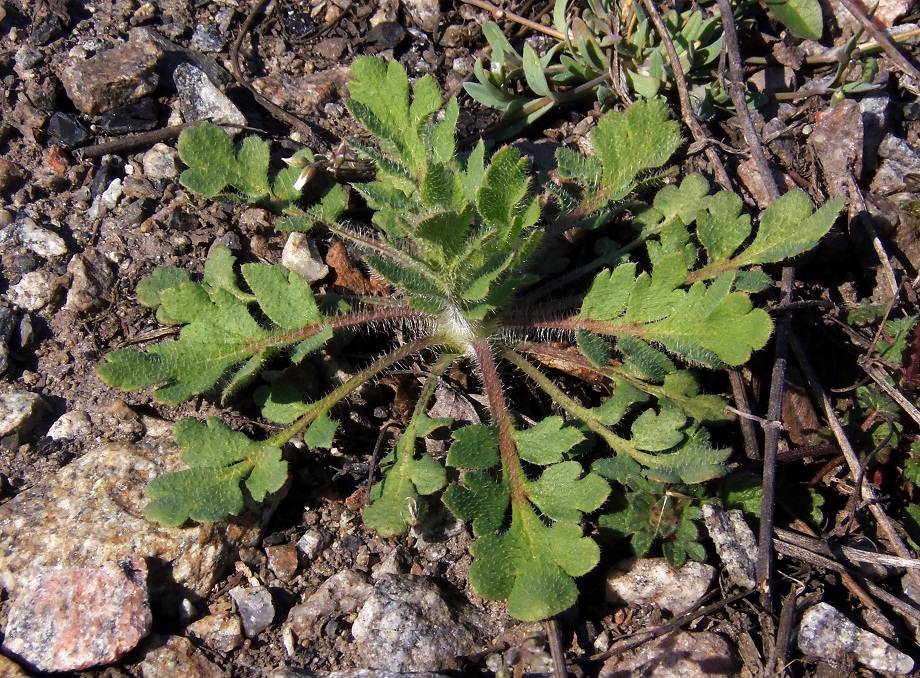 Изображение особи Papaver rhoeas.