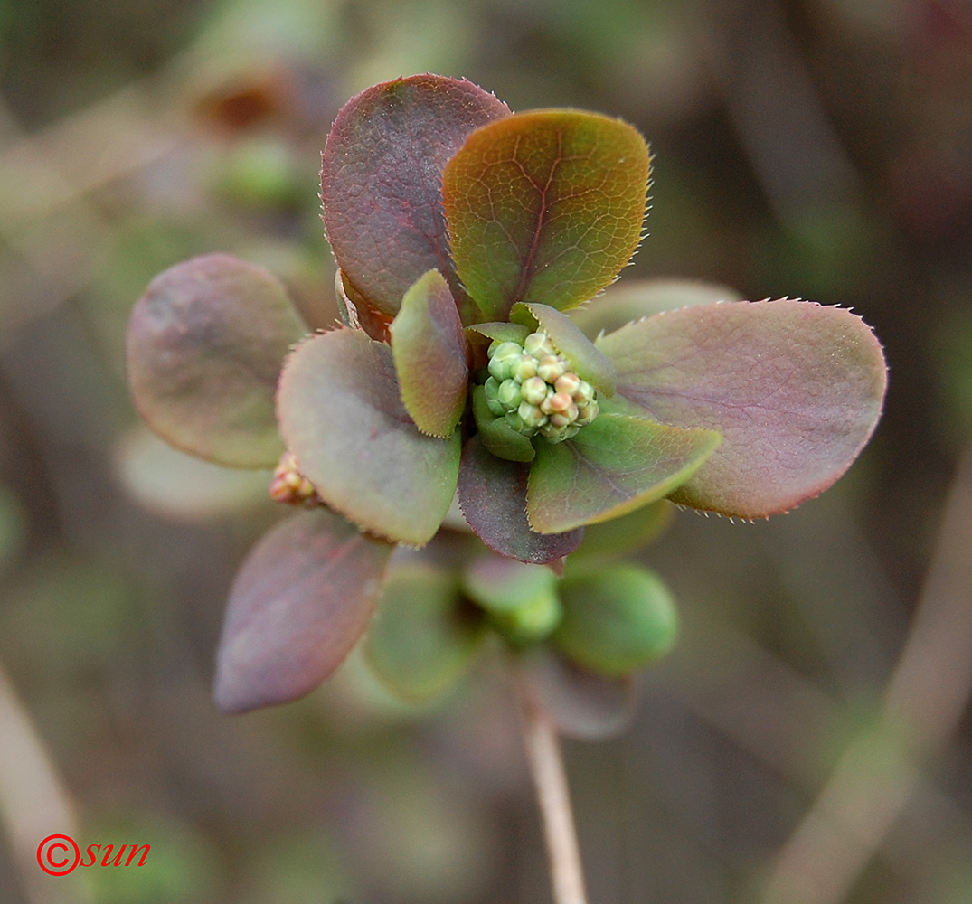 Image of Berberis vulgaris specimen.