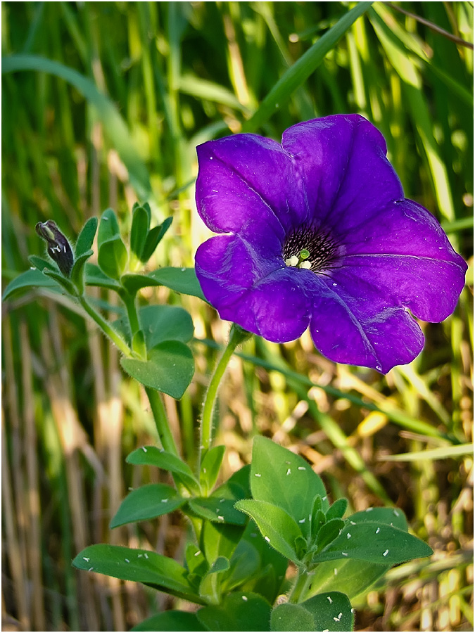 Изображение особи Petunia &times; hybrida.