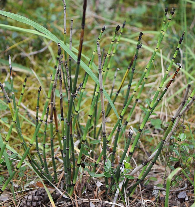 Image of Equisetum hyemale specimen.