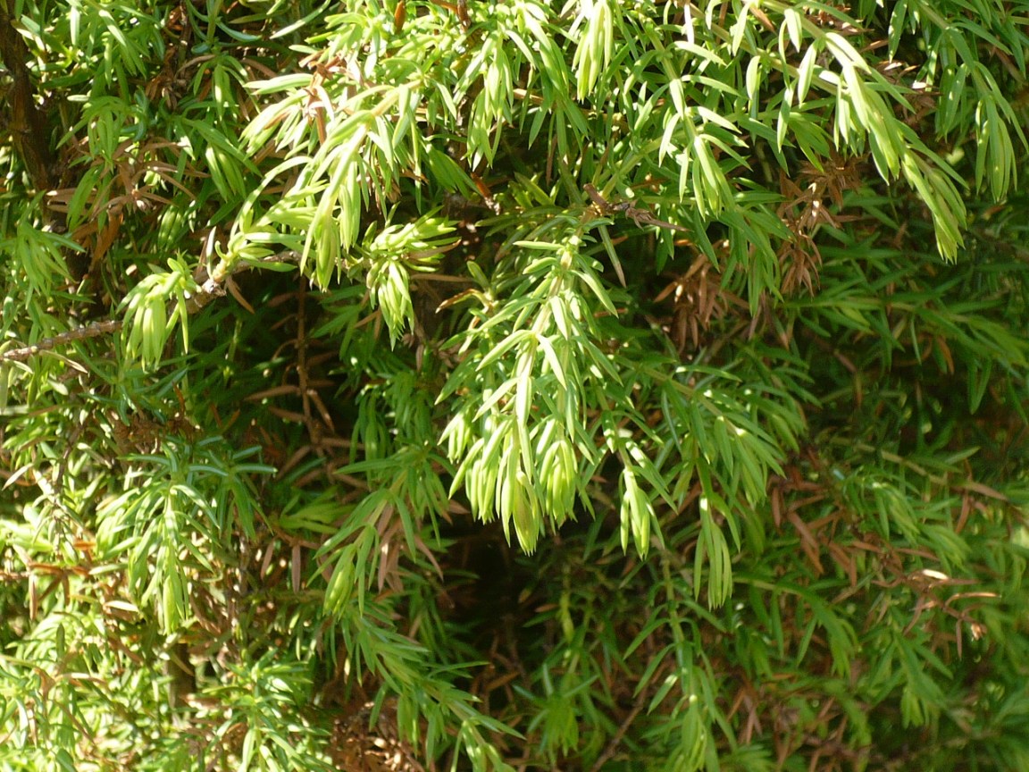 Изображение особи Juniperus communis.