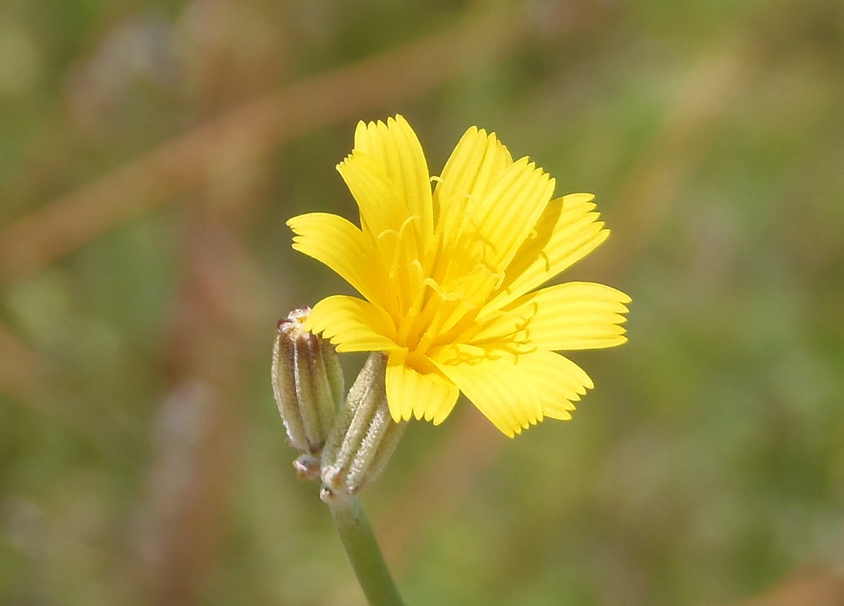 Image of genus Chondrilla specimen.