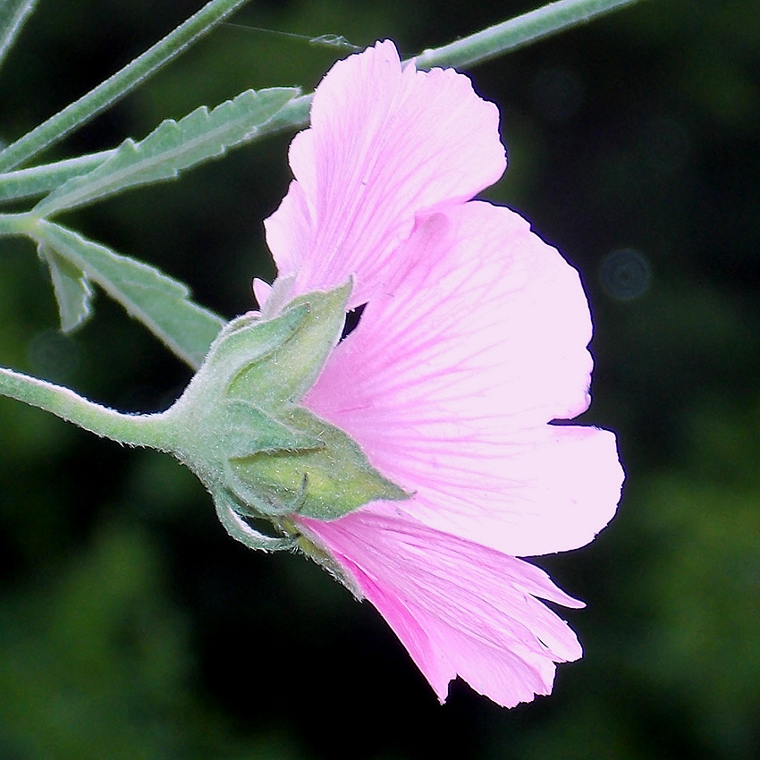 Image of Althaea cannabina specimen.