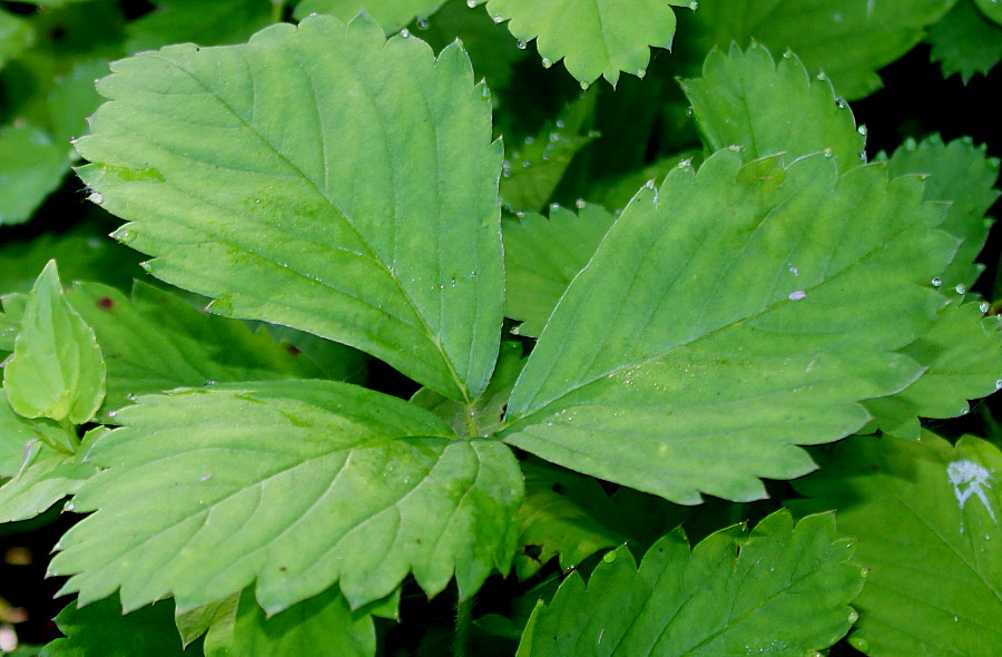 Image of Fragaria virginiana specimen.