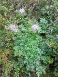 Pulsatilla scherfelii