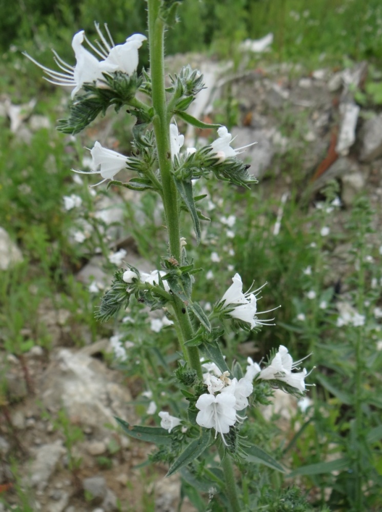 Изображение особи Echium vulgare.