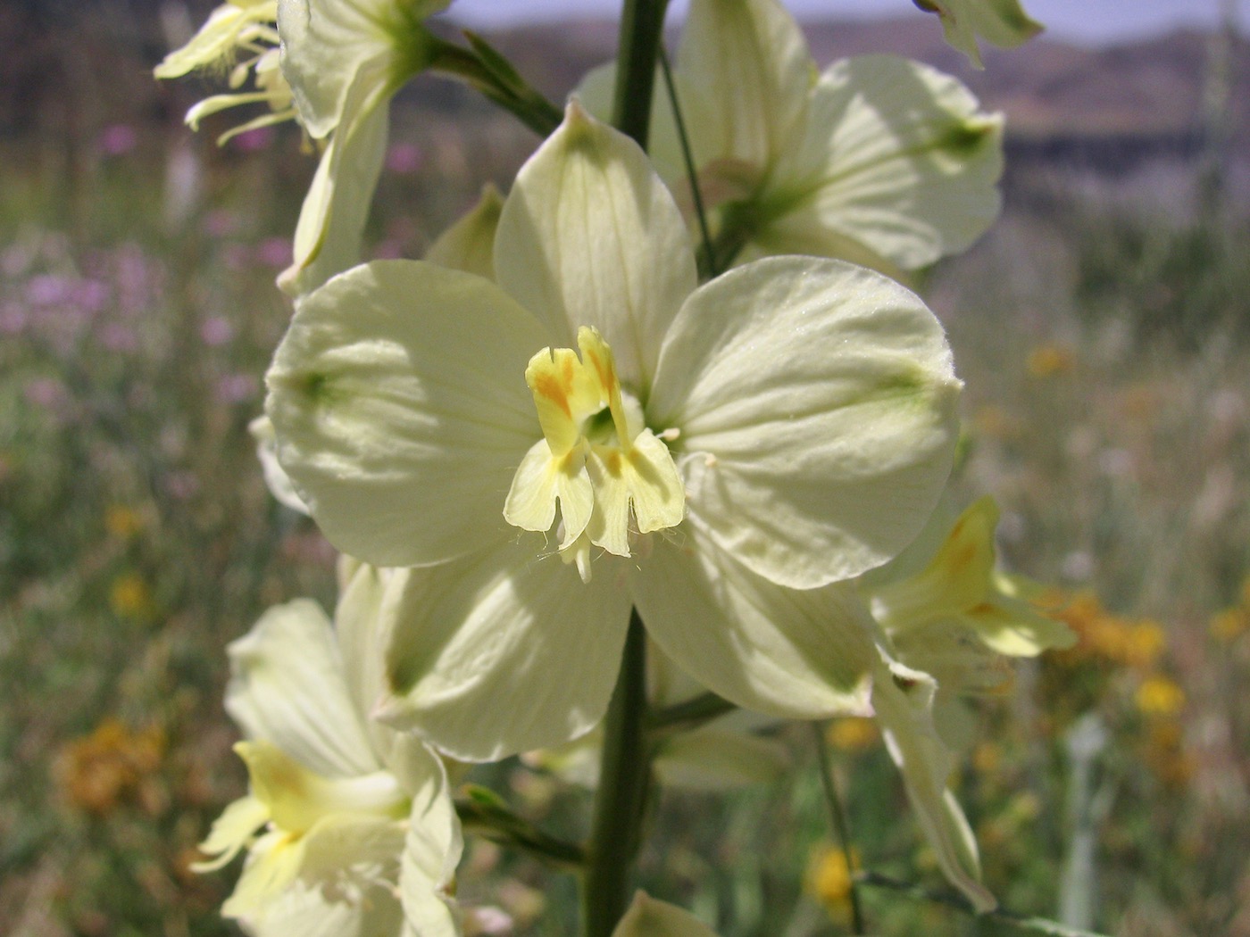 Image of Delphinium semibarbatum specimen.