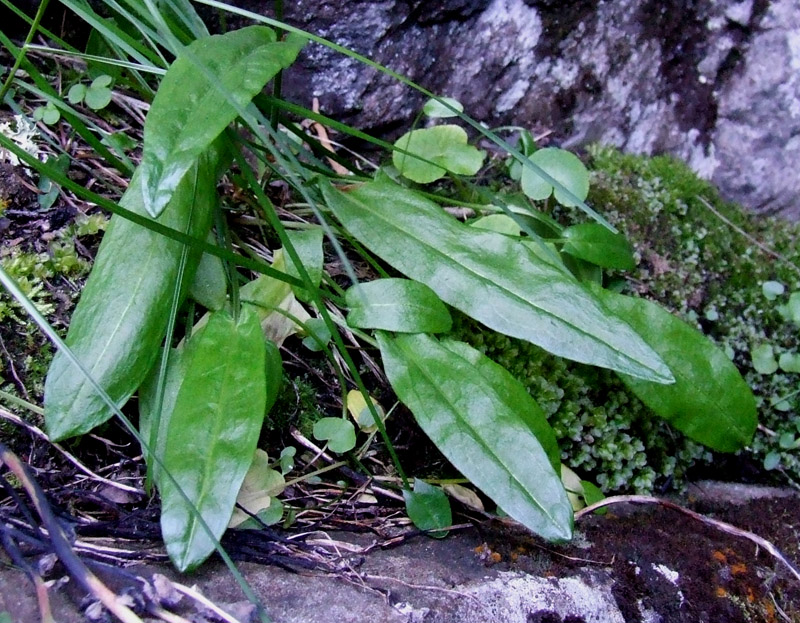 Image of Rumex acetosa specimen.