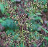 Filipendula ulmaria