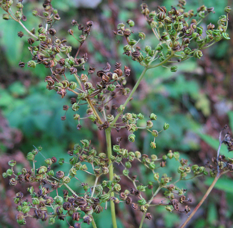 Изображение особи Filipendula ulmaria.