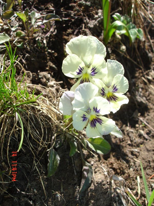 Image of Viola altaica specimen.