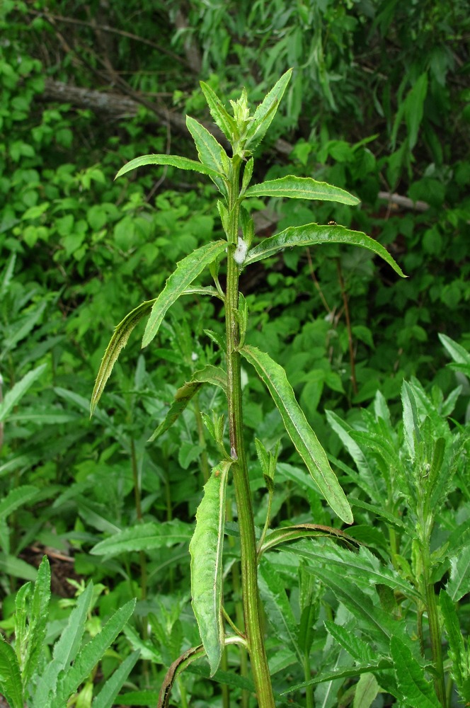 Image of Cirsium setosum specimen.