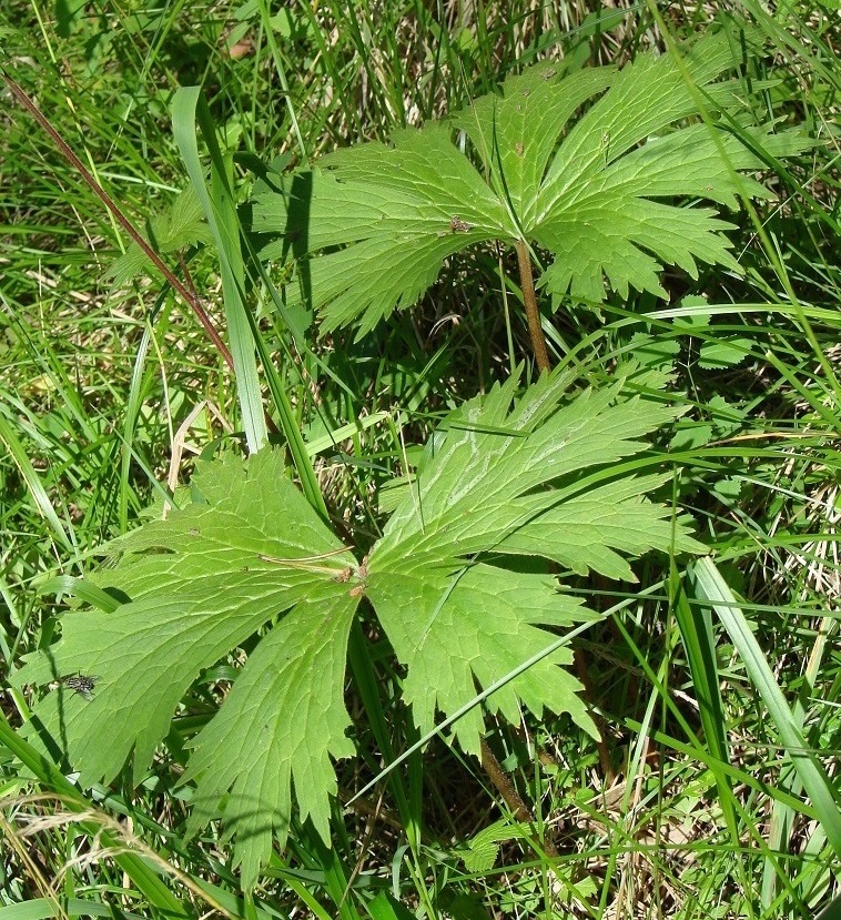 Image of Aconitum septentrionale specimen.