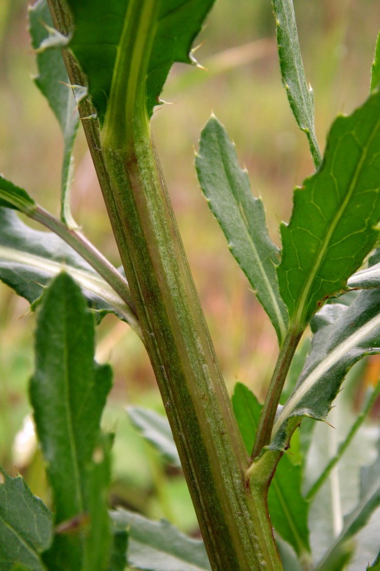 Image of Cirsium setosum specimen.