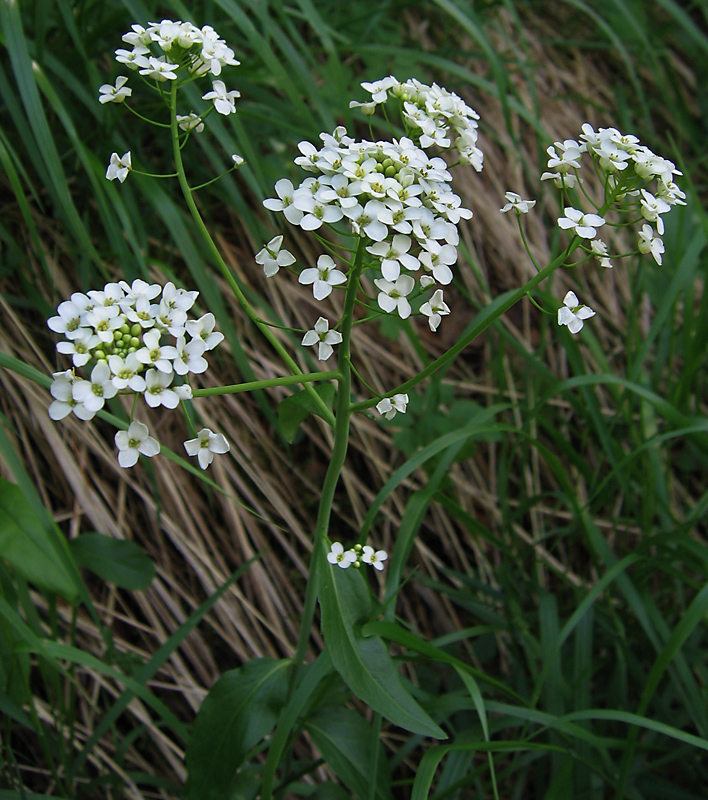 Image of Eutrema integrifolium specimen.