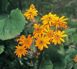 Ligularia dentata. Верхушка цветущего растения (культивар). Московская обл., Раменский р-н, окр. дер. Хрипань, садовый участок. 24.08.2015.