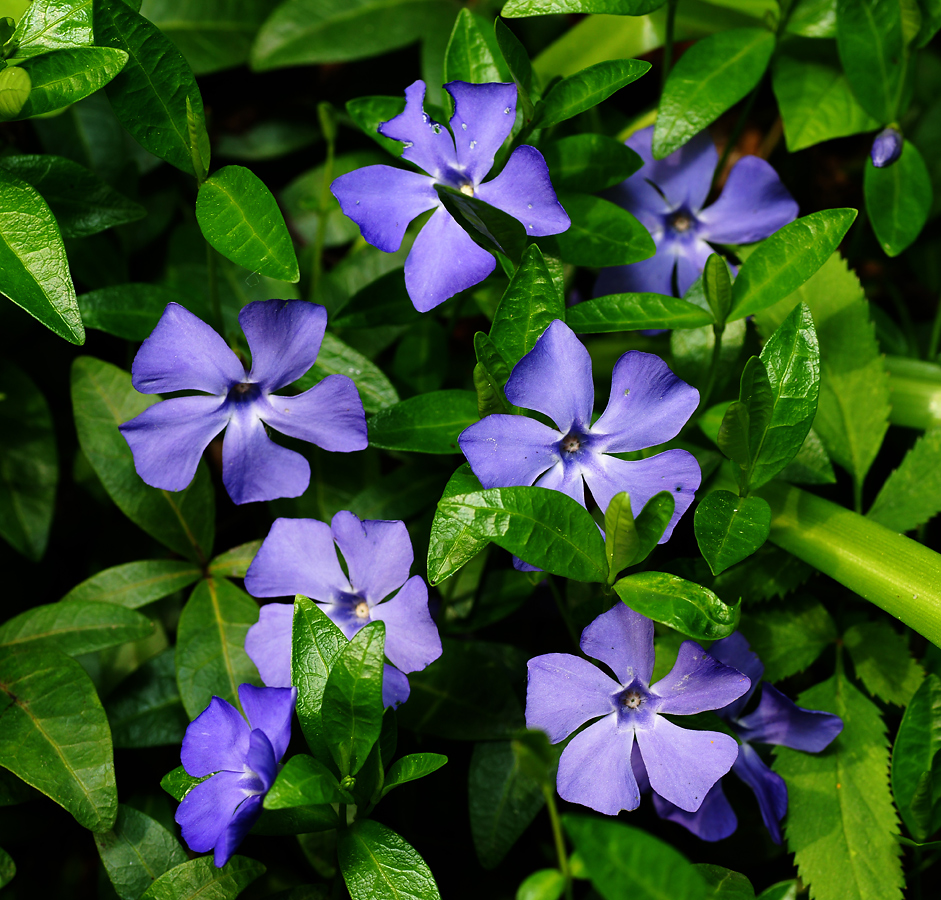 Изображение особи Vinca minor.