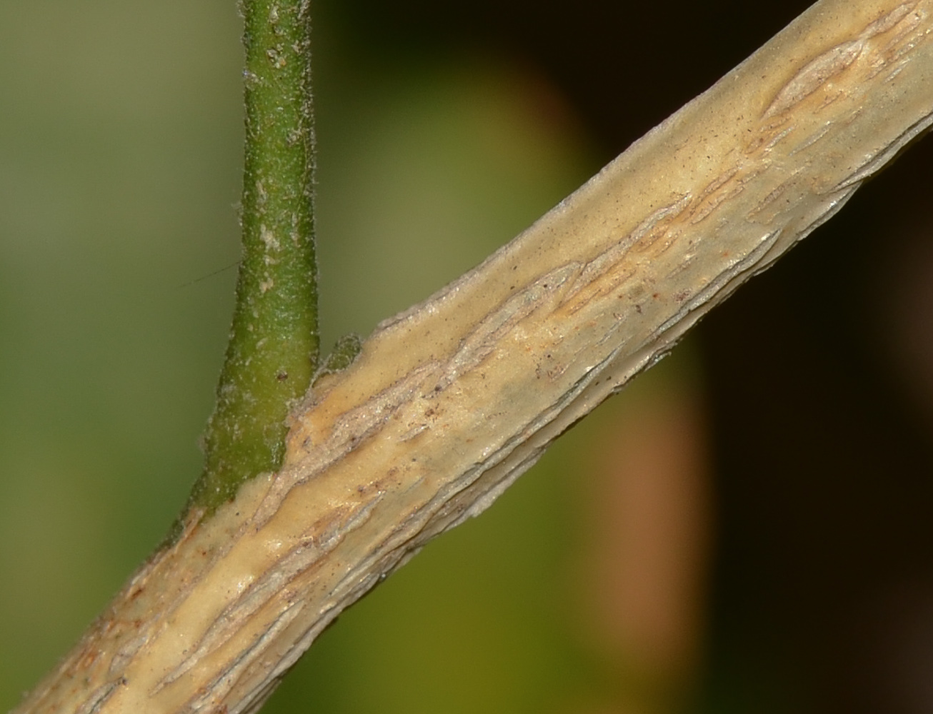 Image of Murraya paniculata specimen.