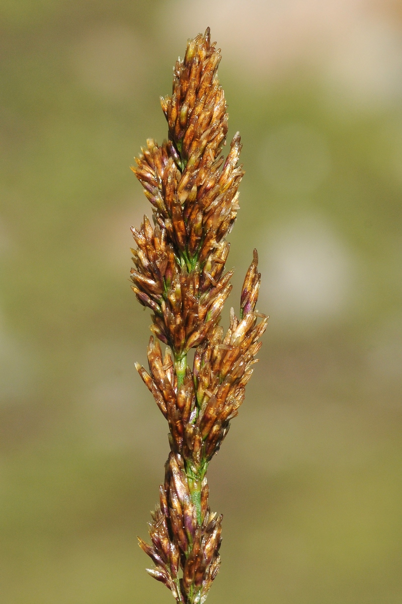 Изображение особи Deschampsia koelerioides.