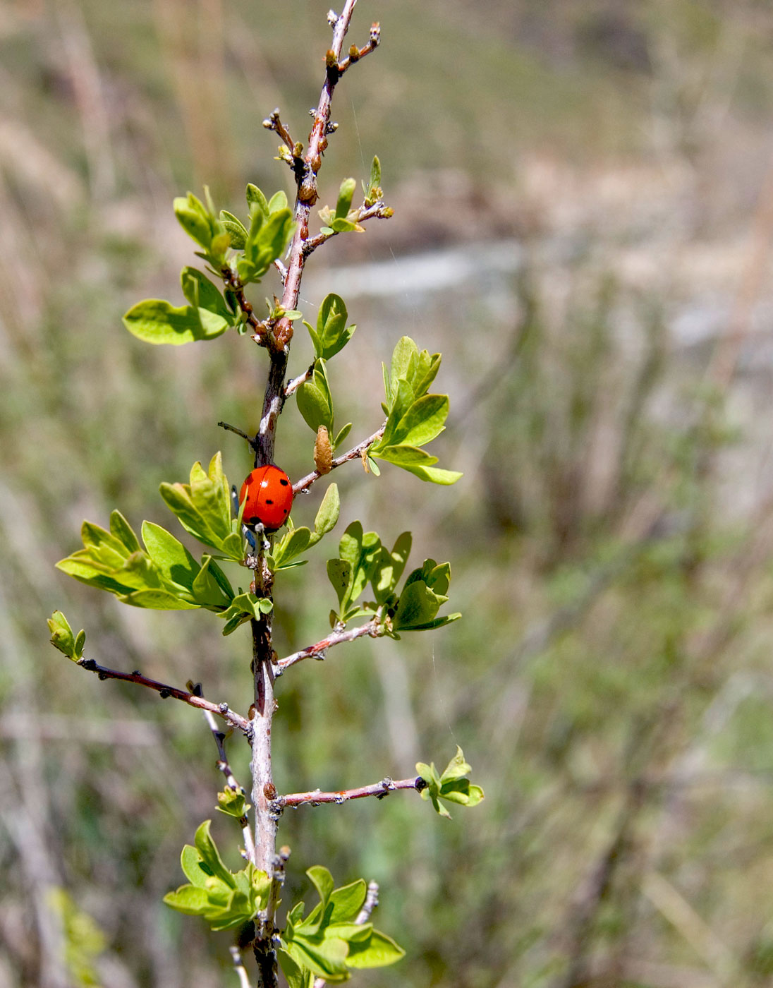 Image of Spiraea hypericifolia specimen.