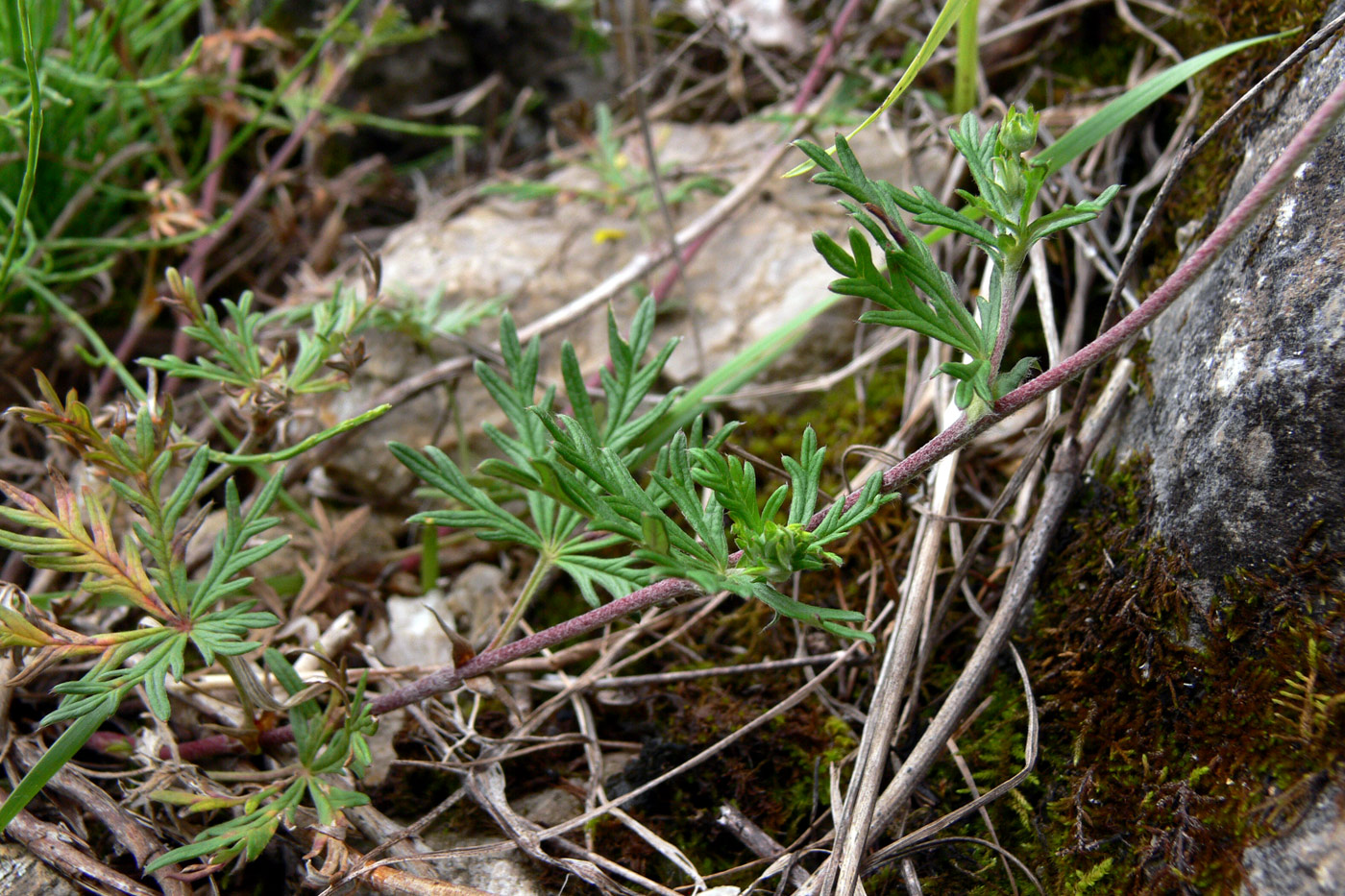 Image of Potentilla argentea specimen.