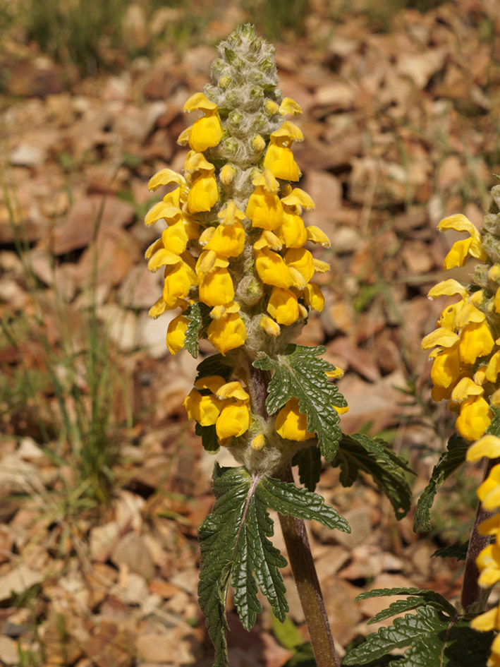 Image of Phlomoides speciosa specimen.