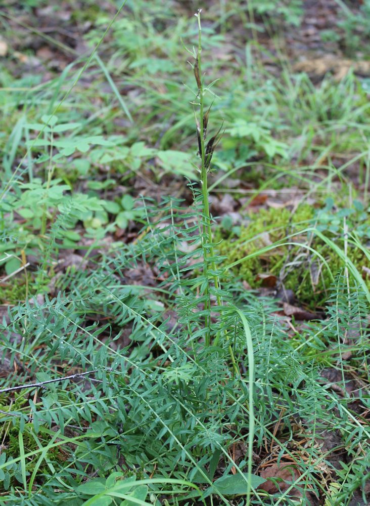 Image of Oxytropis interposita specimen.