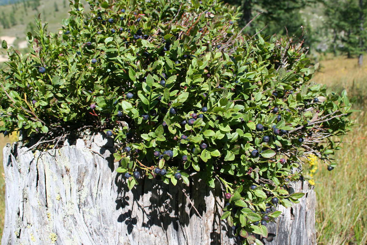 Image of Vaccinium myrtillus specimen.