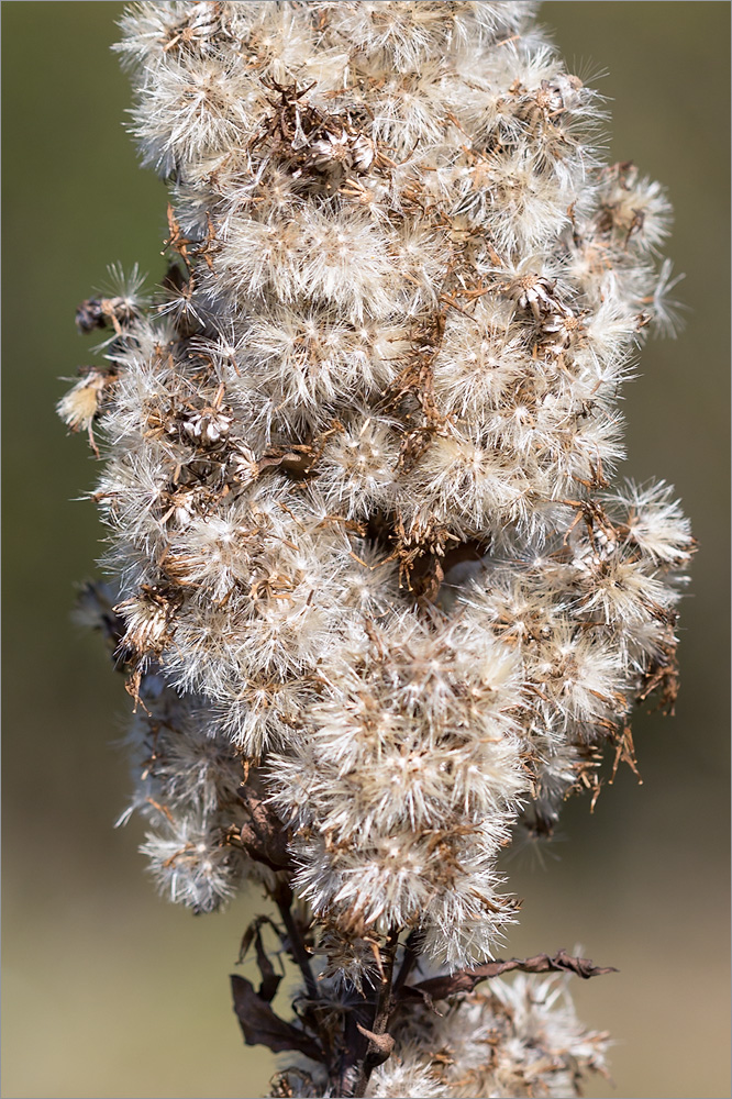 Image of Solidago virgaurea specimen.