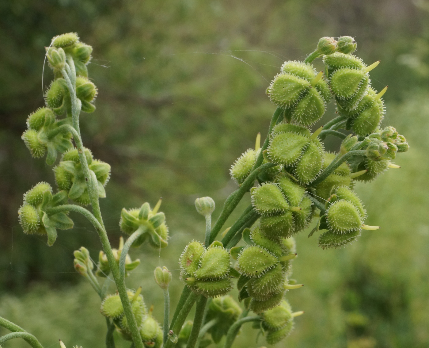 Image of Cynoglossum viridiflorum specimen.