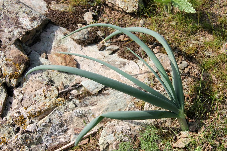 Изображение особи Allium praemixtum.