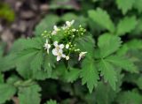 Cardamine macrophylla. Верхушка побега с соцветием. Приморье, Лазовский р-н, окр. с. Беневское, долина р. Еломовский Ключ, смешанный лес, берег ручья. 18.08.2015.