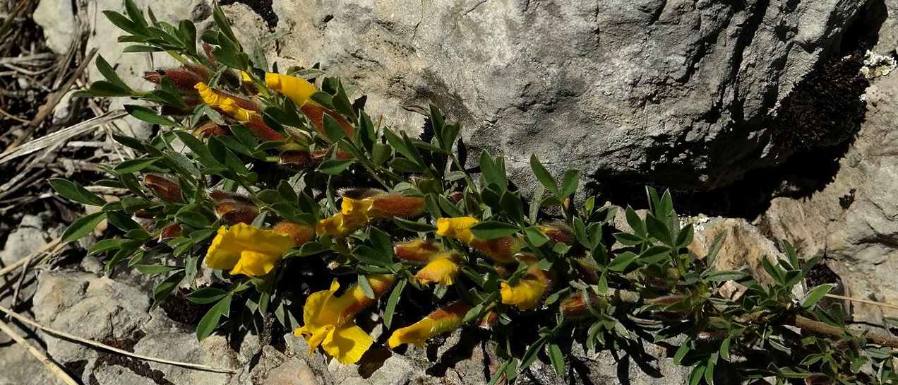 Image of Chamaecytisus wulffii specimen.