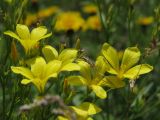 Linum flavum. Часть соцветия. Курская обл., Горшеченский р-н, окр. дер. Кунье, степь на склоне балки. 06.07.2014.