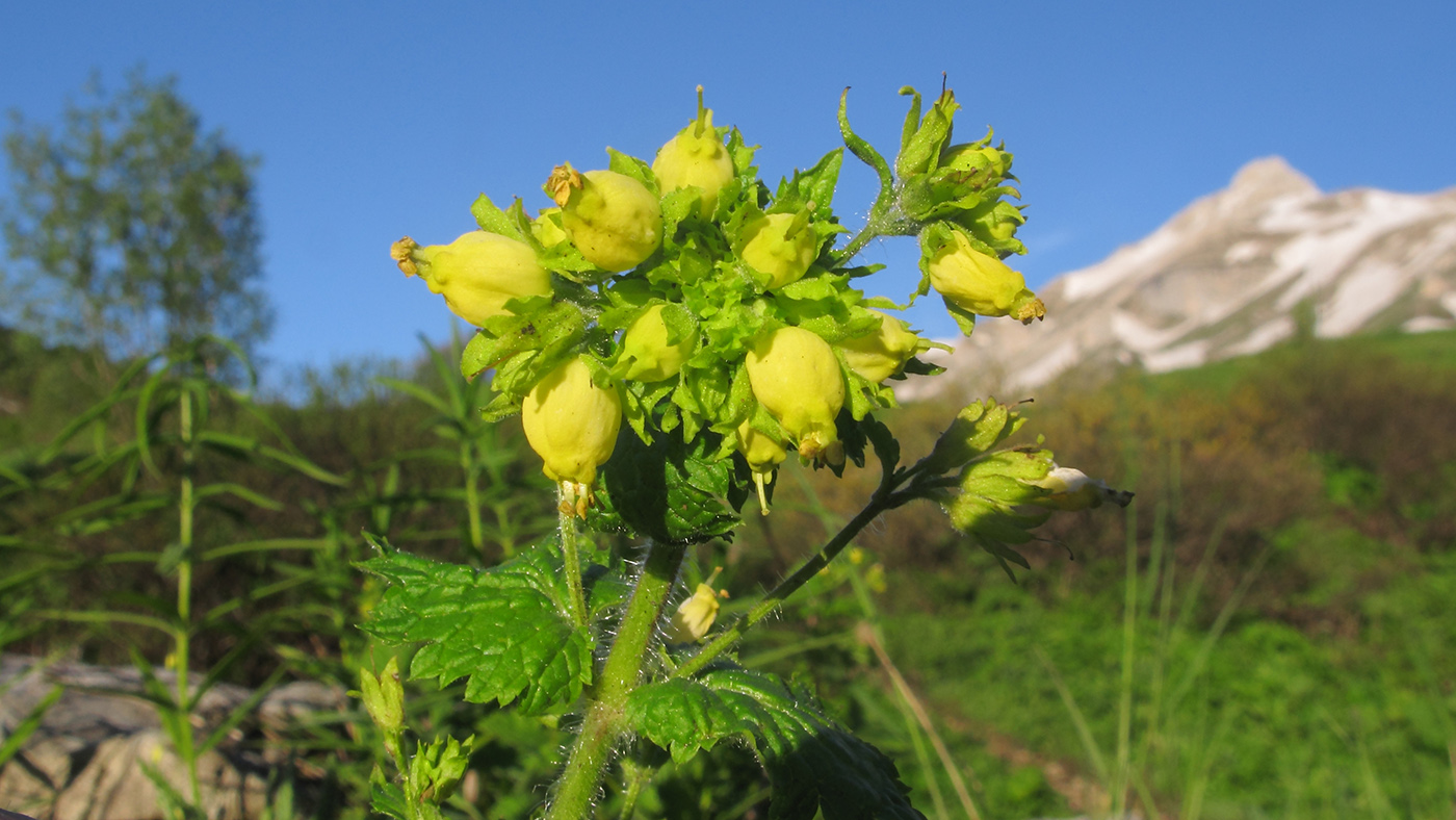 Image of Scrophularia chrysantha specimen.