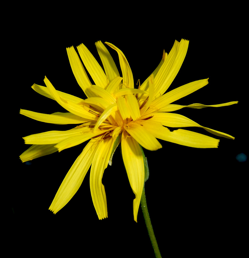 Image of Scorzonera stricta specimen.