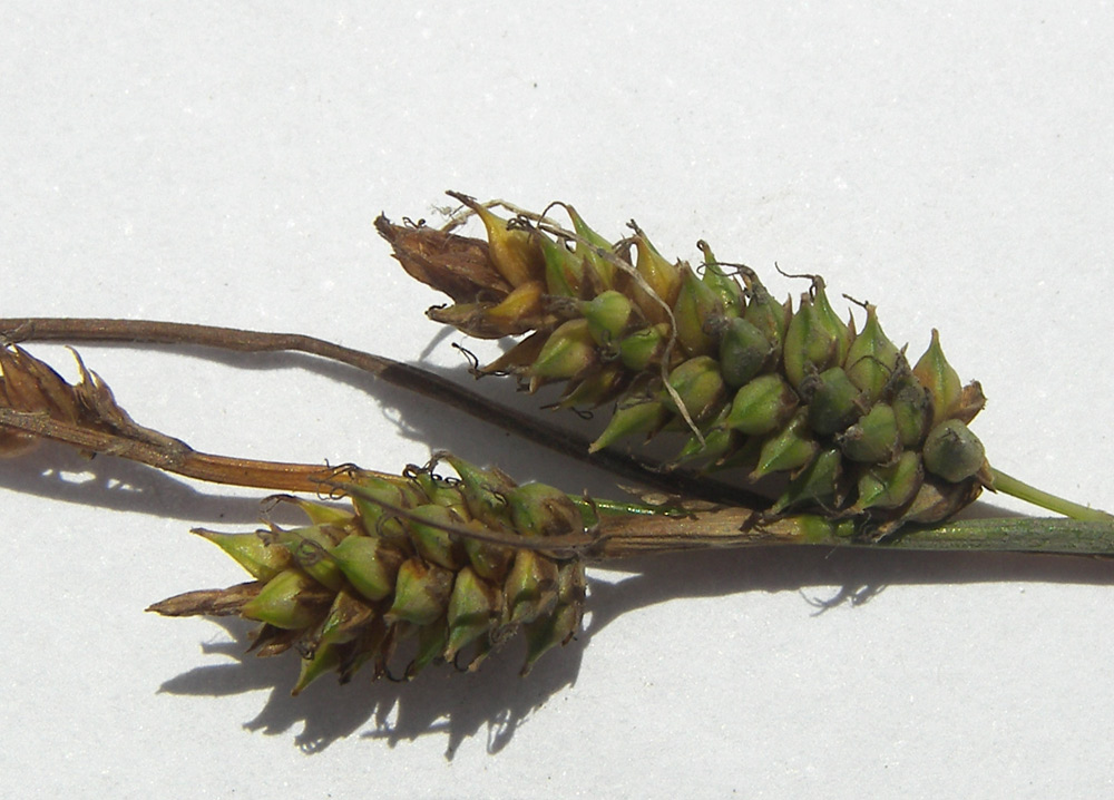 Image of Carex diluta specimen.