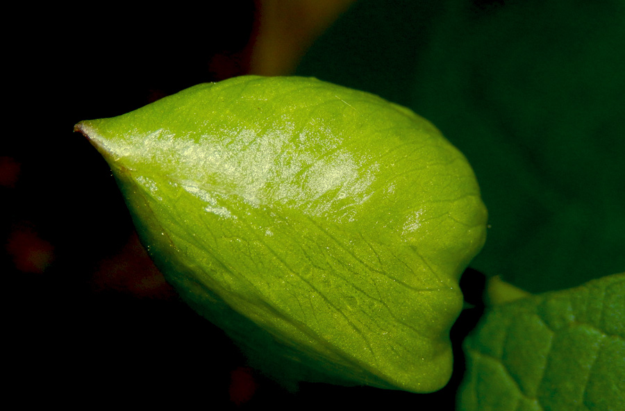 Изображение особи Calystegia silvatica.