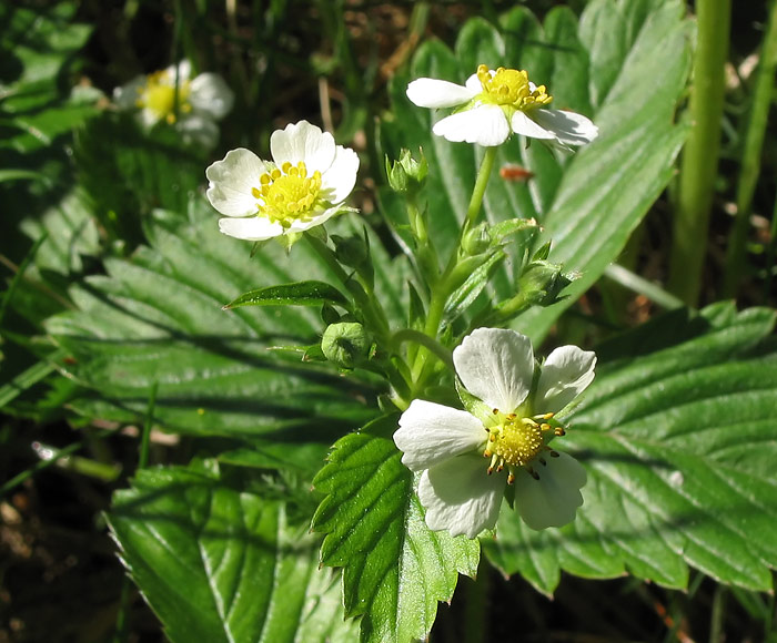 Изображение особи Fragaria &times; ananassa.