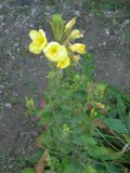 Oenothera glazioviana