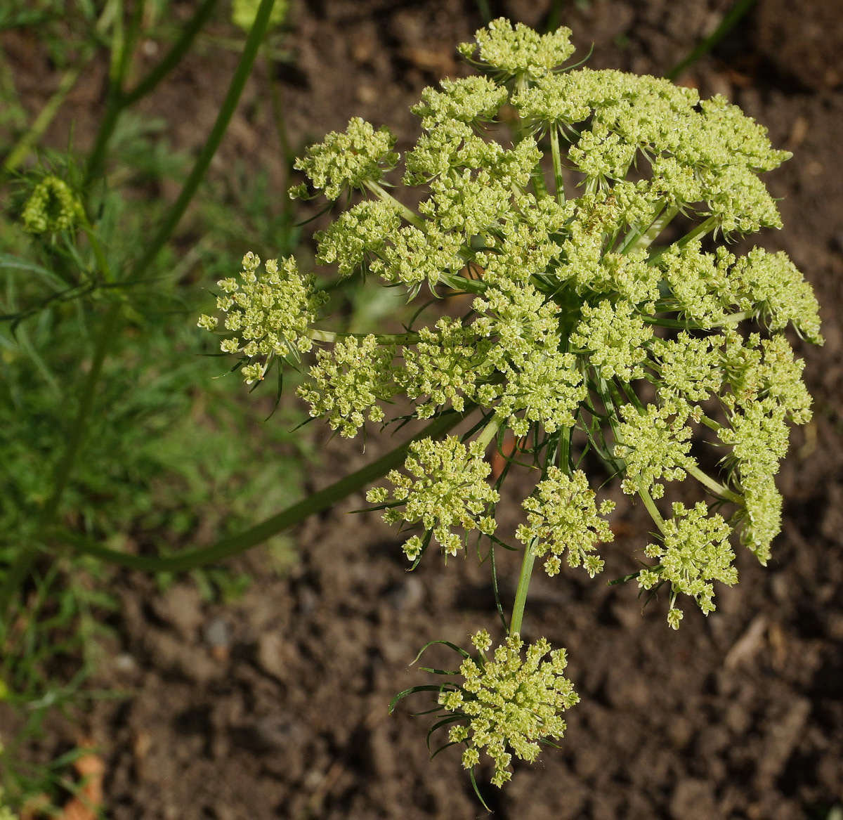 Image of Daucus sativus specimen.