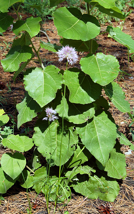 Image of Allium strictum specimen.