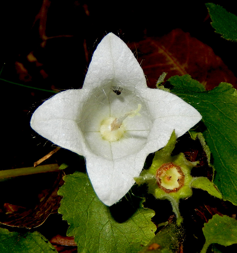 Изображение особи Campanula pendula.