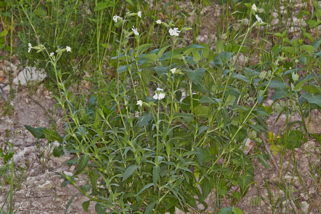 Image of Melandrium album specimen.