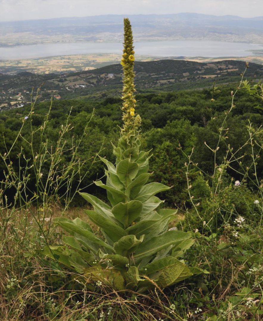 Изображение особи род Verbascum.