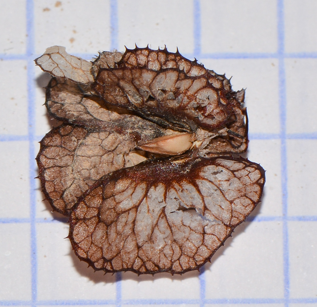 Image of Rumex cyprius specimen.