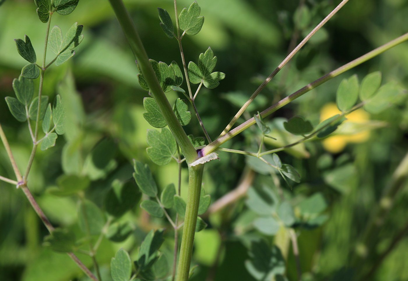 Image of Thalictrum squarrosum specimen.