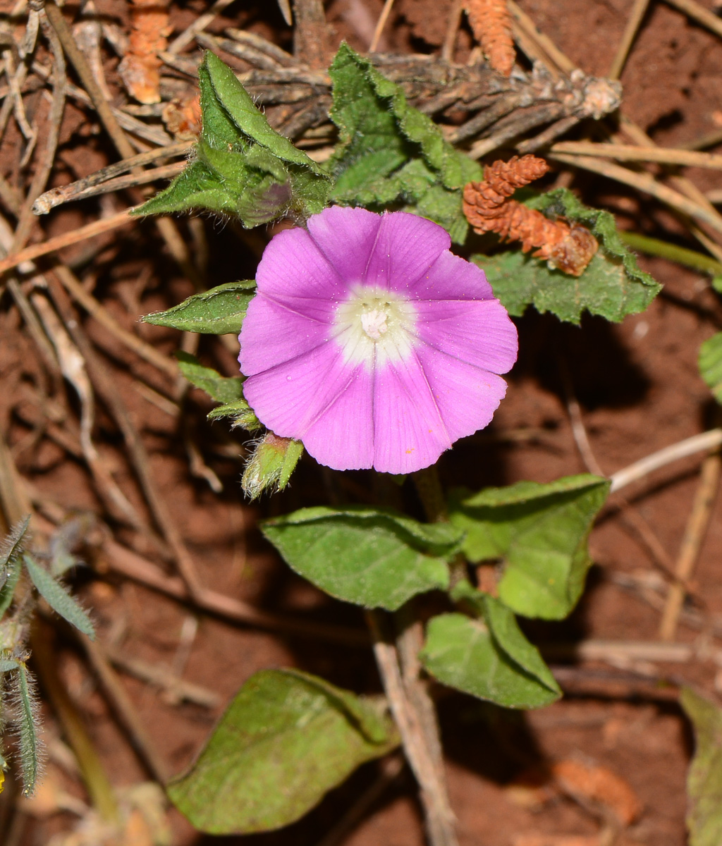 Изображение особи Convolvulus coelesyriacus.